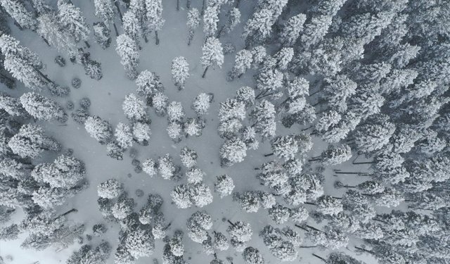 Baharda kışı yaşayan Ilgaz Dağı'nda beyaza bürünen ormanlar dronla görüntülendi