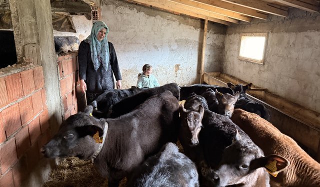 Devlet desteğinden yararlanan kadın çiftçi büyükbaş hayvan sürüsünü büyüttü