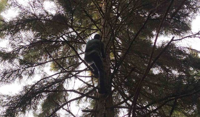 40 Metrelik Göknar Ağacının Tepesine Takılan Dronu Böyle Kurtardılar