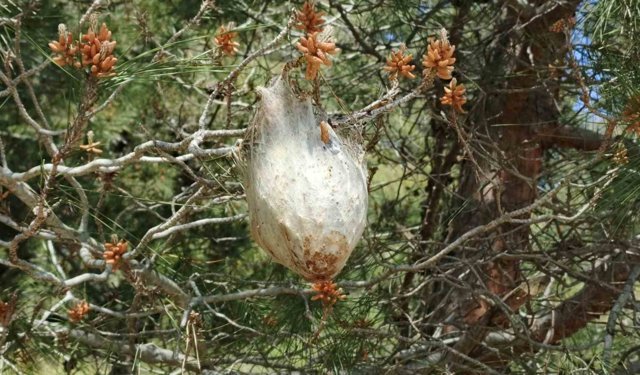 Bafra'da 'çam kese böceği' tehlikesi