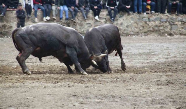 Boğa Güreşleri Sezonu Sarıgöl'de Açıldı