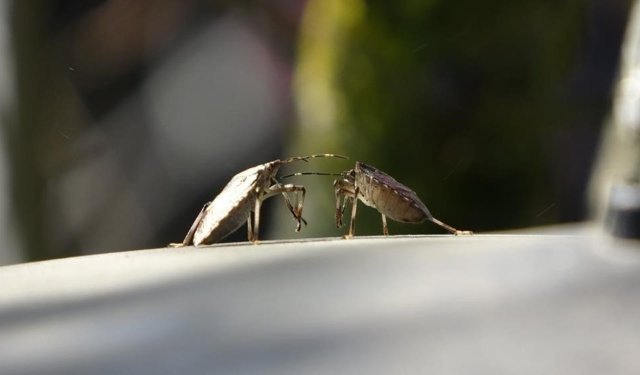 Kahverengi kokarcaya karşı mücadelede zehirli mantarlardan yararlanılacak