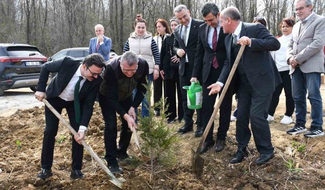 Samsun'da ormanlar ağaçlandırılıyor