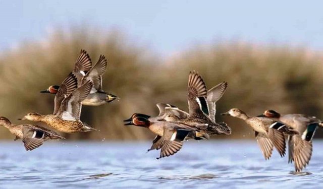 Savcının objektifinden yaban hayatı