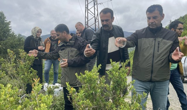 Şimşir Güvesine Karşı Biyolojik Mücadele Sürüyor