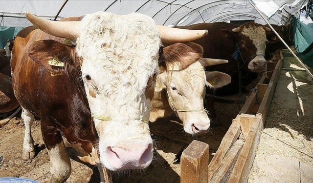 Kurban Bayramı öncesi hastalık ve kesimlere ilişkin tedbirler artırıldı