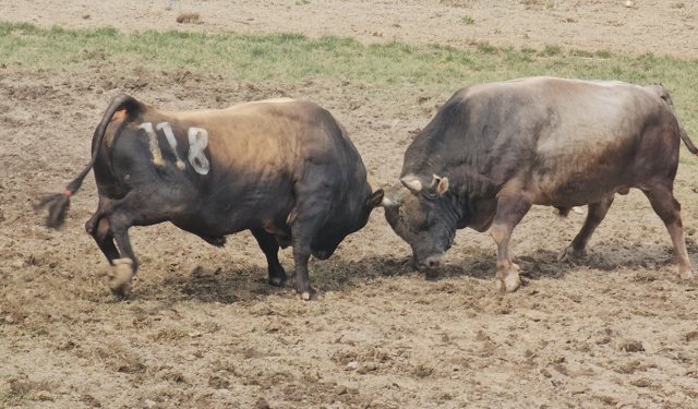 227 Boğa Arenaya Çıktı