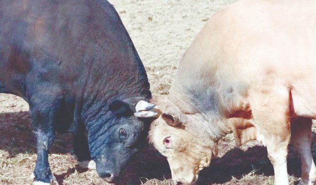 Yusufeli’nde Geri Sayım Başladı