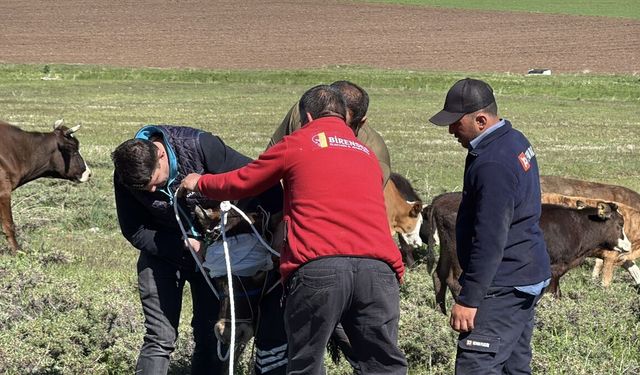 Erzurum ve Kars'ta kaçan kurbanlıklar zor anlar yaşattı