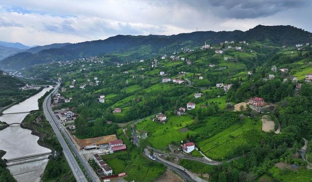 Trabzon'da çay hasat töreni düzenlendi