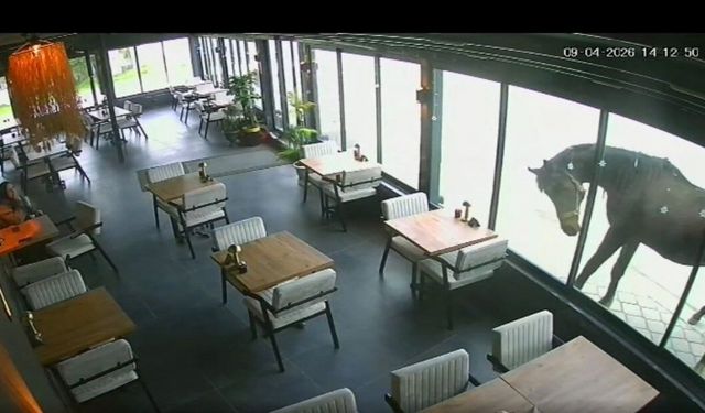 19 Mayıs'ta ilginç olay: Yılkı atı kafeye çifte attı