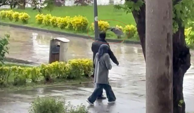 Haylaz karga sahilde yürüyenlere 'musallat' oldu