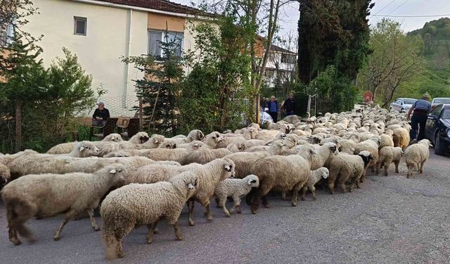 Ordu'da koyunların yayla yolculuğu