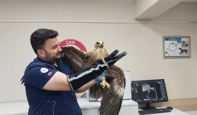 Bozkır Kartalı Tedavi Altında