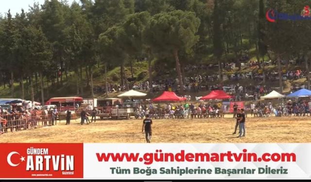 Tire’de Boğa Güreşi Heyecanı