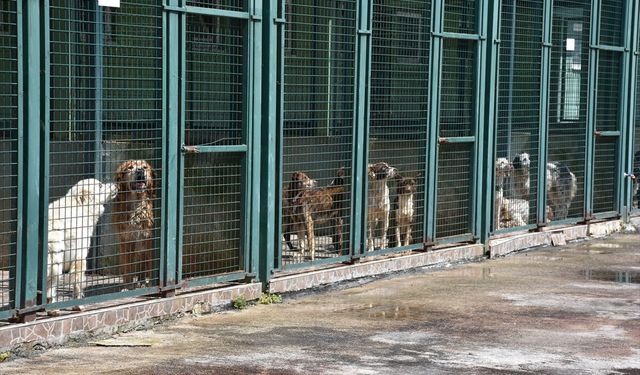 Trabzon'da 750 köpek kapasiteli merkez sahipsiz hayvanlara yuva oldu