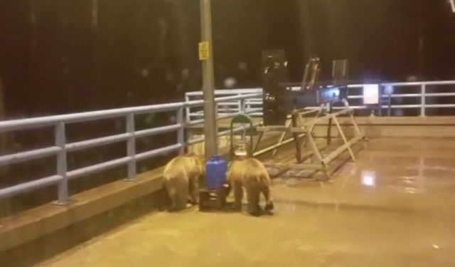 Barajda gece nöbeti tutan güvenlikçiye iki ayı yavrusu sürprizi