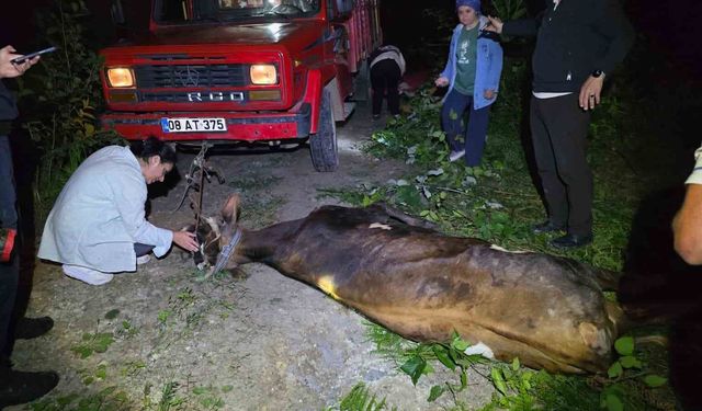 Uçuruma Yuvarlanan İnek Ekiplerin Çabasıyla Kurtarıldı