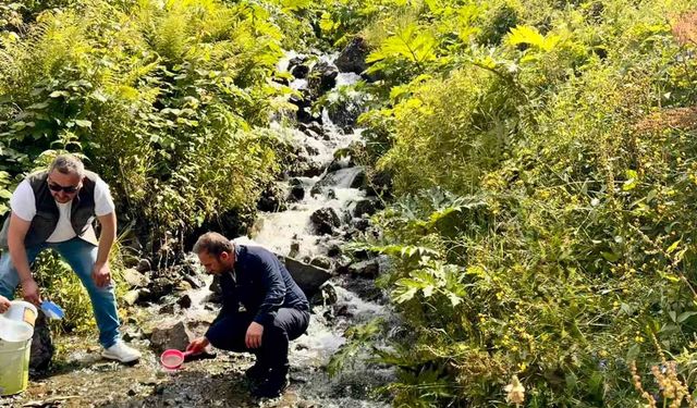 Uzungöl ve çevresindeki derelere 15 bin kırmızı benekli yavru alabalık bırakıldı