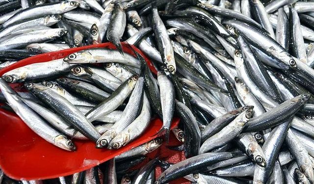 Türkiye hamsi ihracatından 5 ayda 7,3 milyon dolar kazandı
