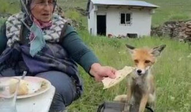 Yaylada Sedriye ninenin sofrasına oturan tilki, ikram edilen ekmeği yemedi