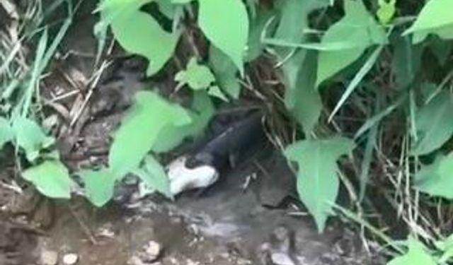 Artvin'de Yılanın Balık Avı Kamerada