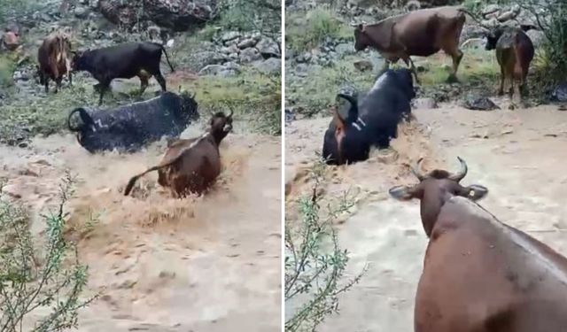 Yusufeli'nde Taşan Dereden Geçen Büyükbaş Hayvanlar Kamerada