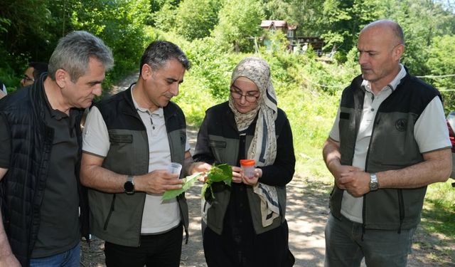 5 Bin Samuray Arısı Salındı