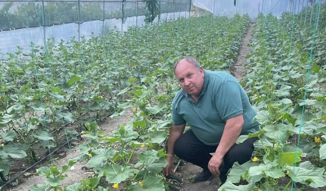 Seralarda Üretilen İlk Yerli Salatalıklar Satışa Çıkıyor