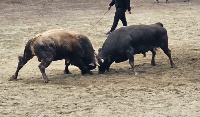 Murgul’da Boğa Güreşleri Festivali Coşkuyla Tamamlandı