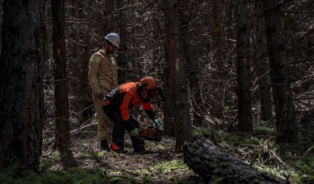 Erzurum'da ormanlar olası yangınlara karşı dirençli hale getiriliyor