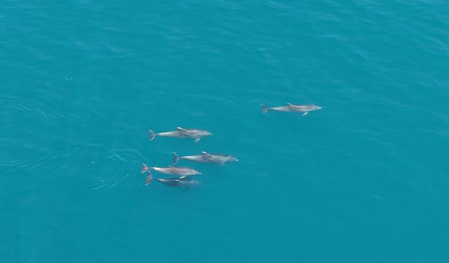Karadeniz'de sürü halinde yüzen yunuslar dronla görüntülendi