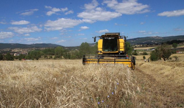 Kastamonu'da 'buğdayın atası' siyezin hasadına başlandı