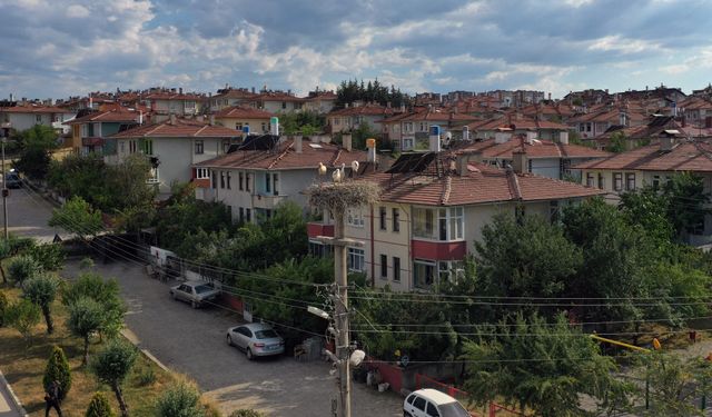 Kastamonu'da leylekler kent merkezini mesken tuttu