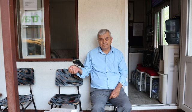 Taksicilerin şefkati saksağan yavrusunu duraktan ayırmadı
