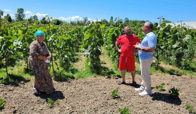 'Dron ile çeltik ilaçlaması' tartışması: 'Mahsullerimiz yanıyor'