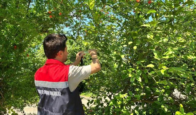 Rize'de kokarca zararlısına karşı doğaya 'Samuray Arısı' salındı