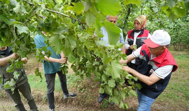 Samsun'da fındıkta rekolte mesaisi: Bahçelerde sayım başladı