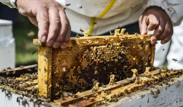 Arıcılık sektörü, üreticilerin meteorolojik verilere göre desteklenmesini talep ediyor