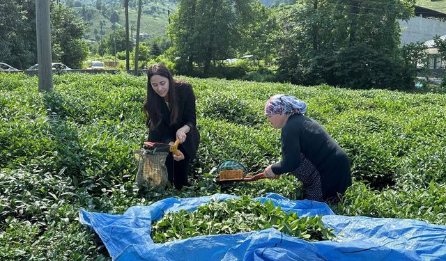 Kemalpaşa Kaymakamı Çay Hasadına Katıldı