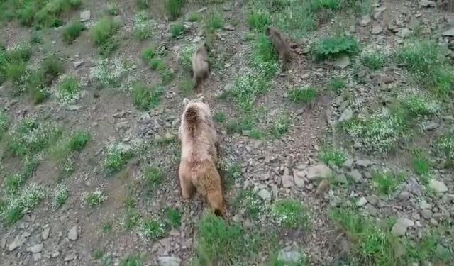 Yavru Ayıların Hareketleri Gülümsetti