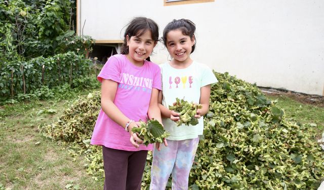 Giresun'da fındık hasadı başladı