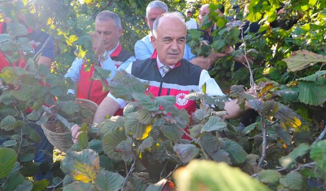 Ordu'da fındık hasadı başladı