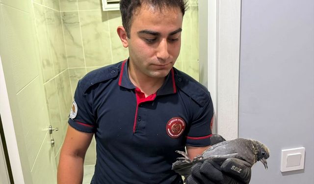 Samsun'da apartman boşluğuna düşen yavru güvercini itfaiye kurtardı