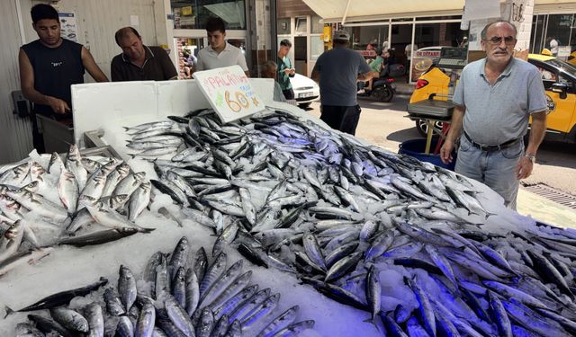 Sinop'ta palamut bolluğu fiyatları düşürdü