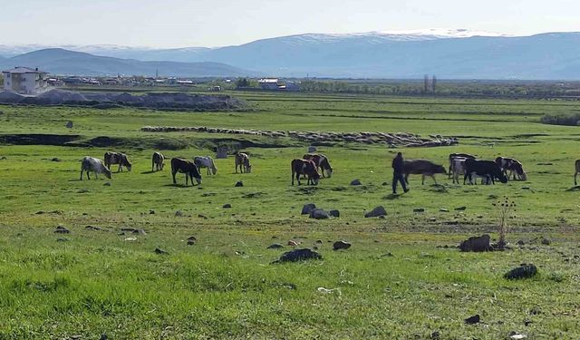 Ardahan'da Kuduz alarmı: Bölge karantinaya alındı