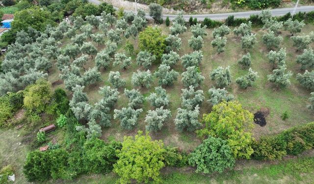 Memleketlerine dönen kız kardeşler babalarının 40 yıllık zeytinliğine sahip çıktı