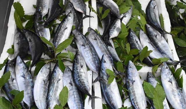 Ordu'da bol miktarda avlanan palamut tezgahları canlandırdı