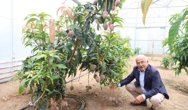 Ordu'da seralarda 20 farklı tropikal meyve yetiştiriliyor