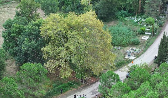 Samsun'da asırlık çınarlar tarihe tanıklık ediyor